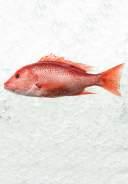 Red Snapper - Al Khat Al Abyad - Store